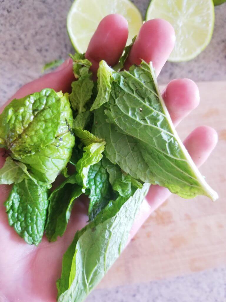 fresh mint leaves in a hand to show the size